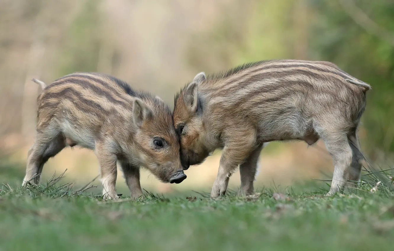 Photo wallpaper nature, tenderness, two, baby, pair, boar, cub, a couple