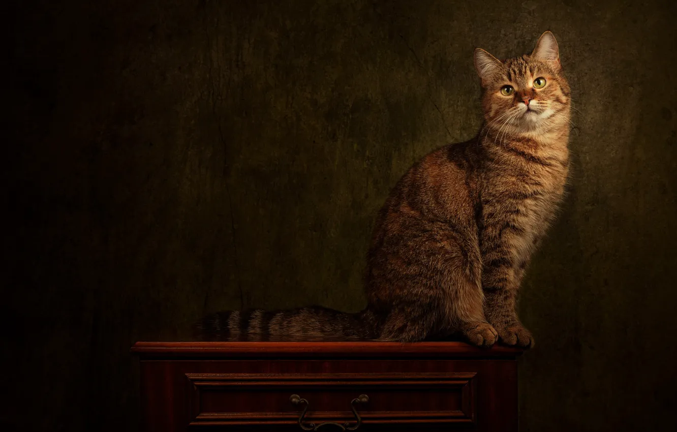 Photo wallpaper cat, cat, look, pose, the dark background, face, sitting, striped
