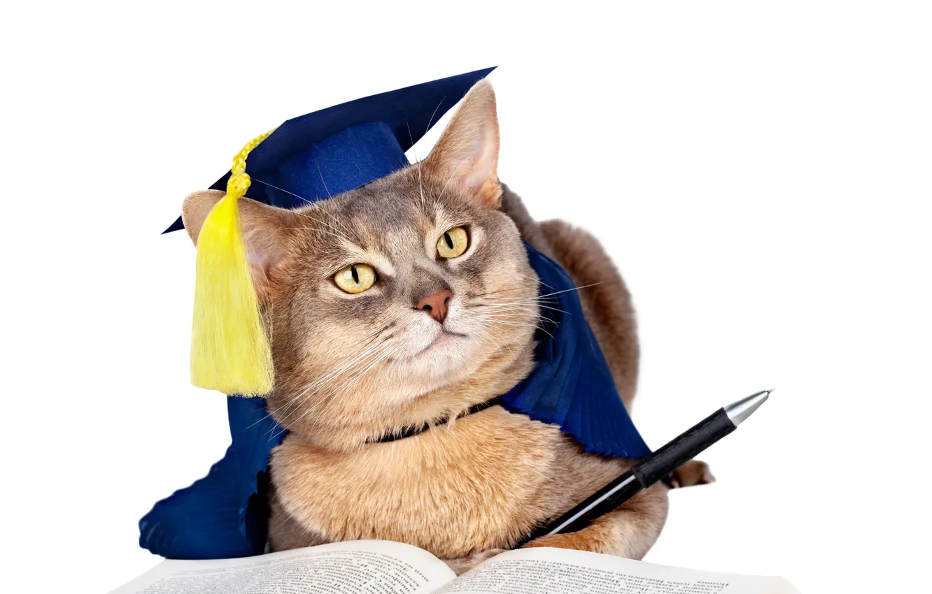 Photo wallpaper cat, humor, hat, muzzle, handle, white background, book, uniform