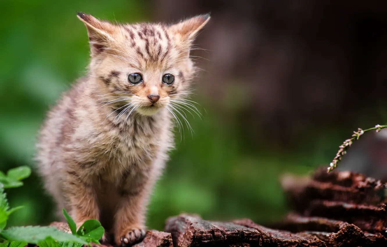 Photo wallpaper grey, kitty, wild, forest