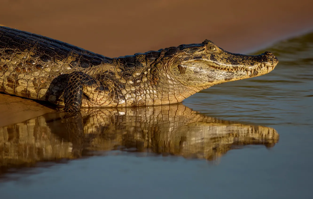 Photo wallpaper reflection, shore, crocodile, pond