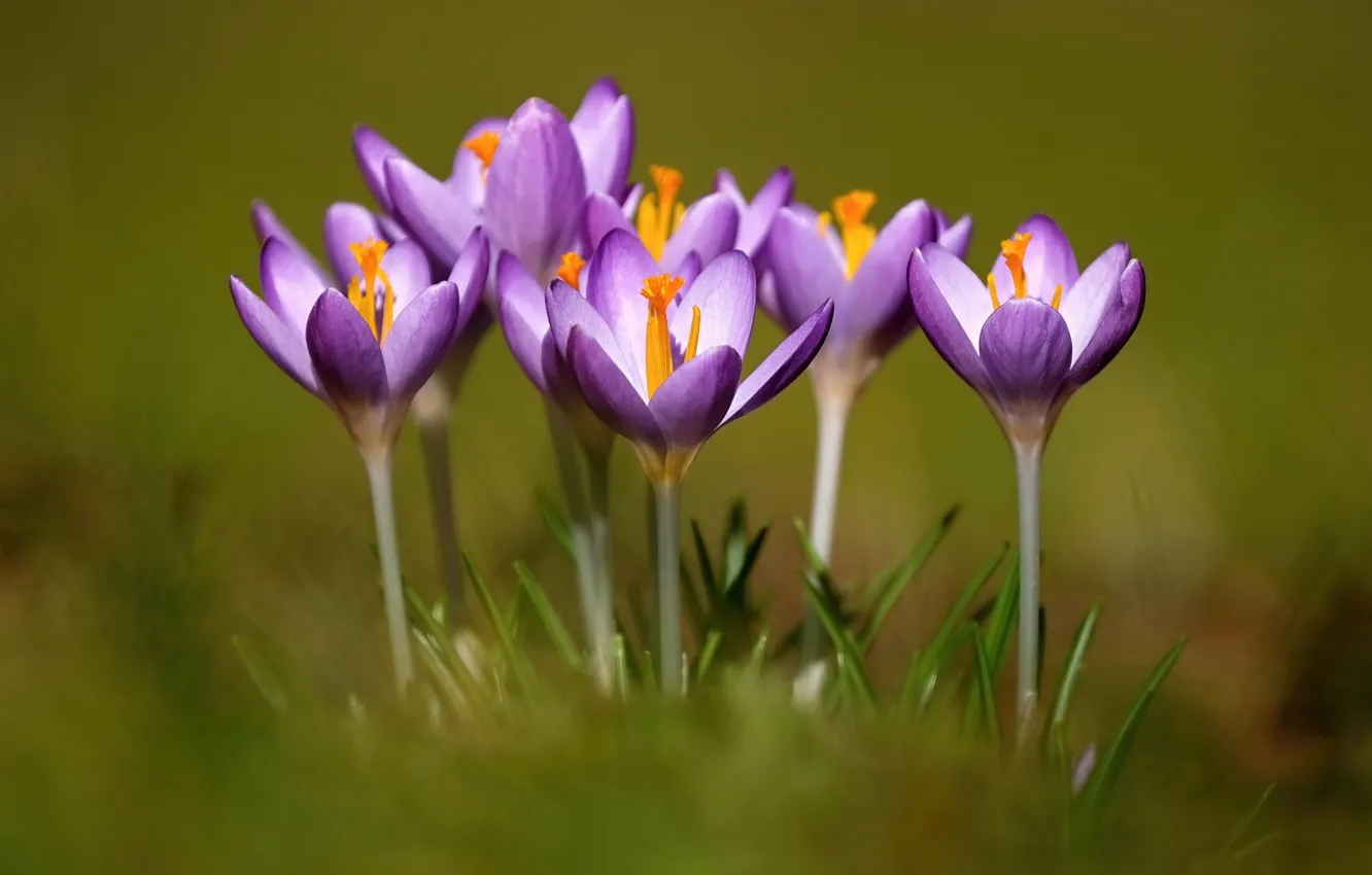 Photo wallpaper background, spring, crocuses, saffron