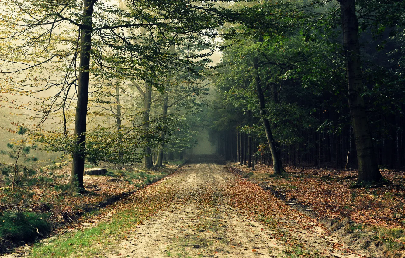 Photo wallpaper road, autumn, forest, nature