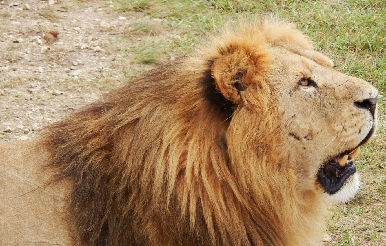 Photo wallpaper Leo, growls, zoo