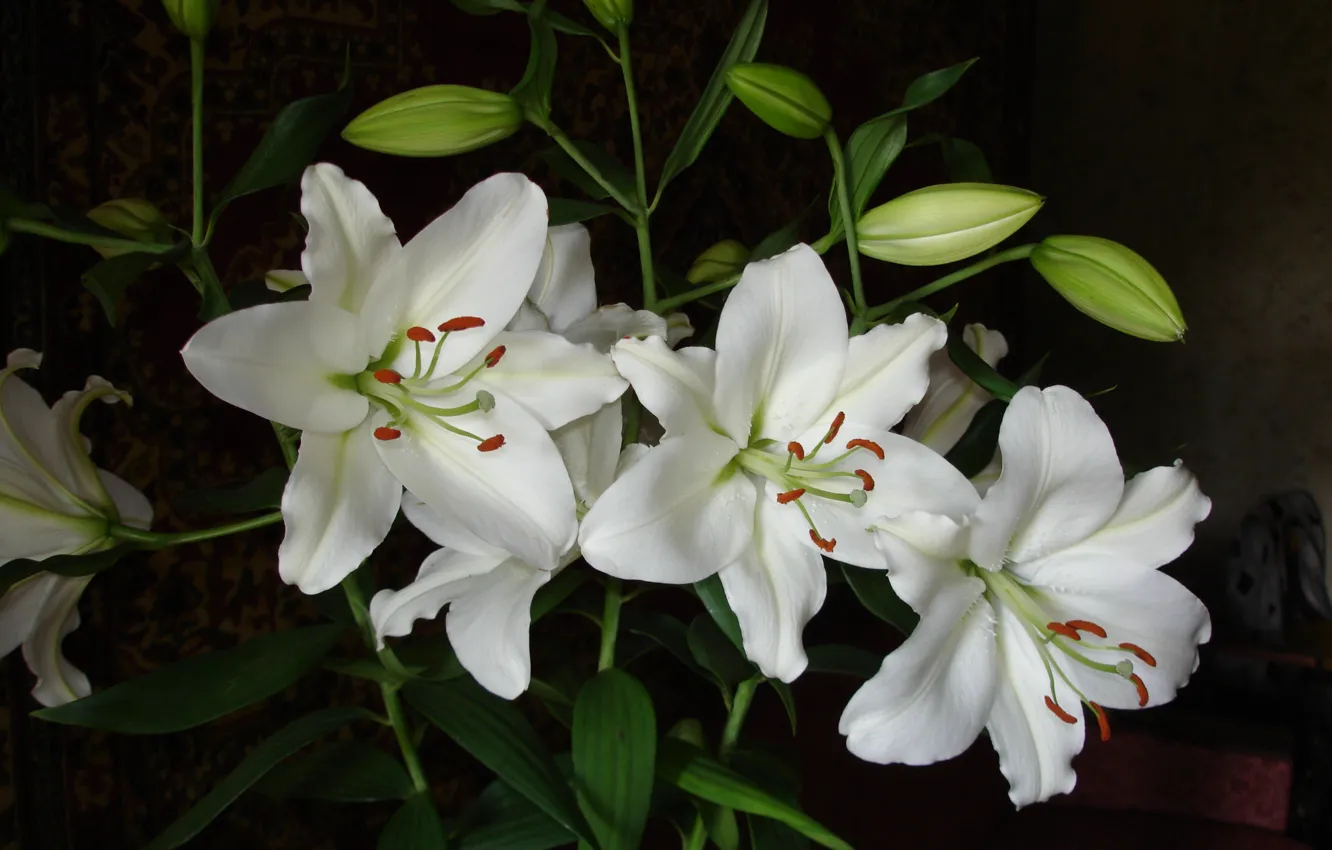 Photo wallpaper Lily, petals, stamens, white