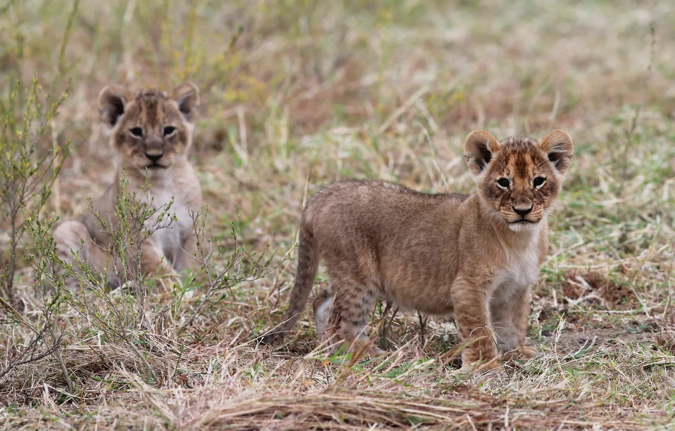 Photo wallpaper field, Leo, lion