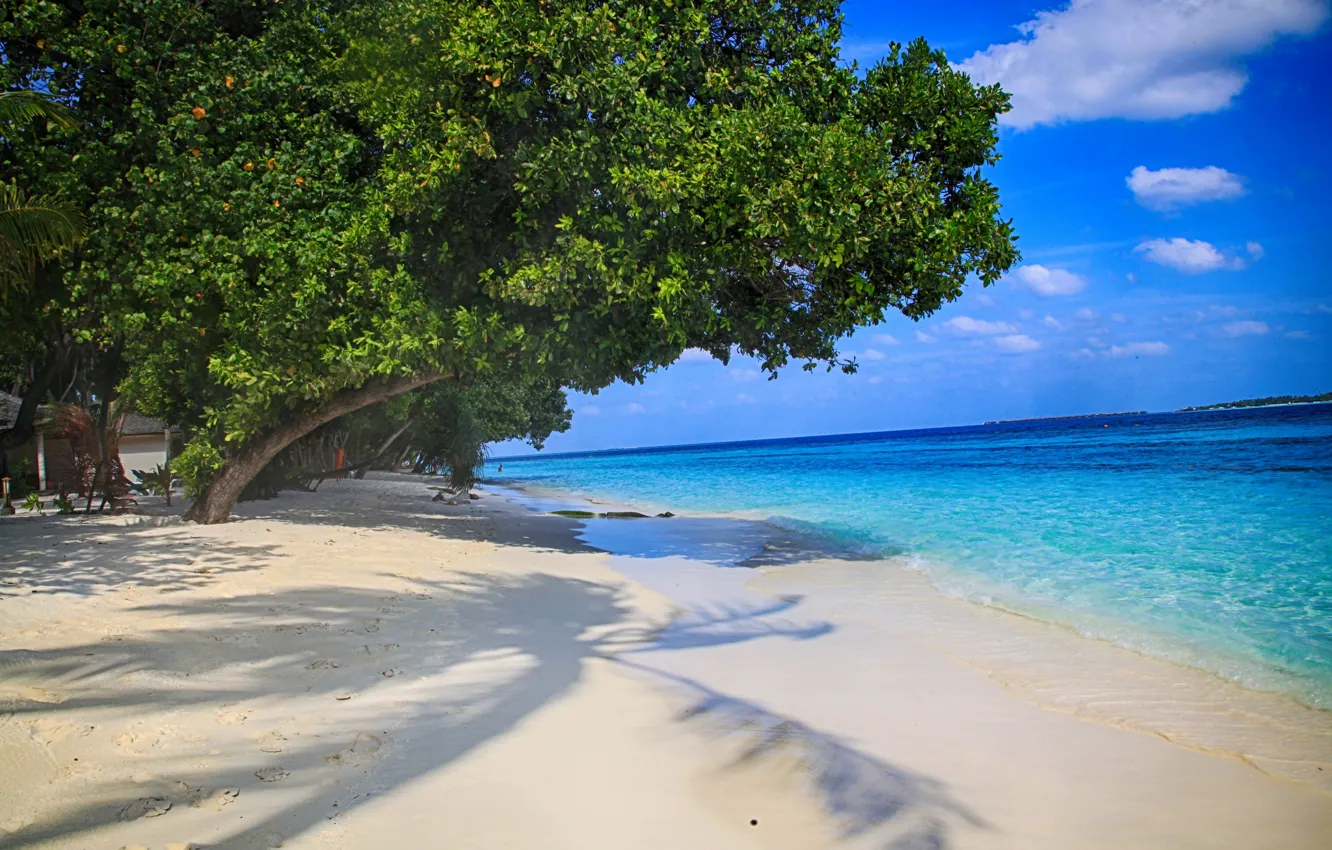 Photo wallpaper beach, nature, water, palm trees, beauty, sea