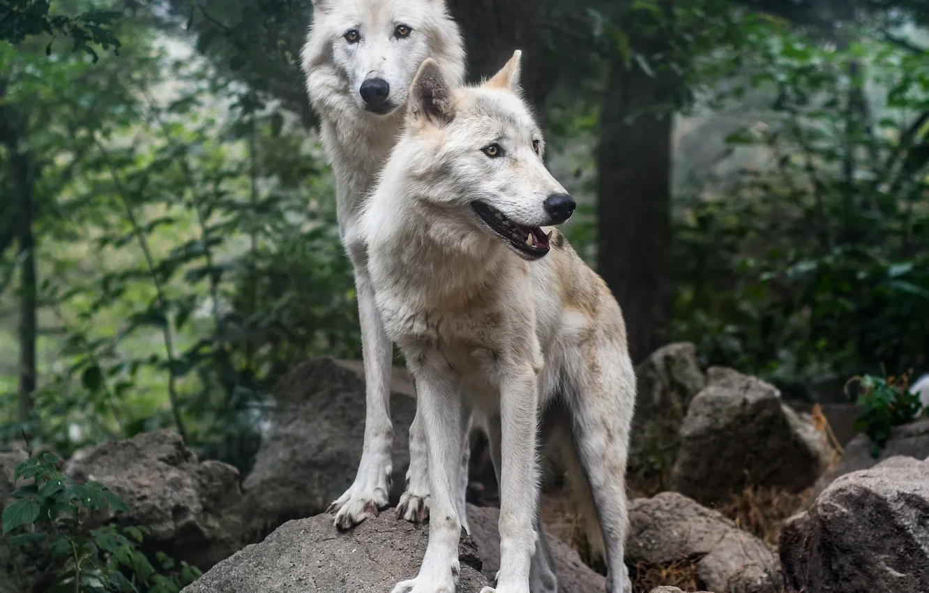 Photo wallpaper Predator, nature, snow, face, animal, wolf, canis lupus, wildlife