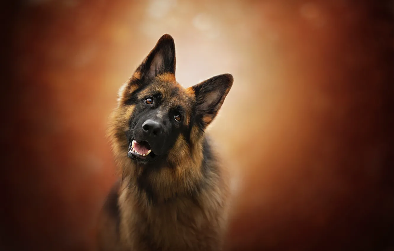 Photo wallpaper look, face, background, dog, German shepherd