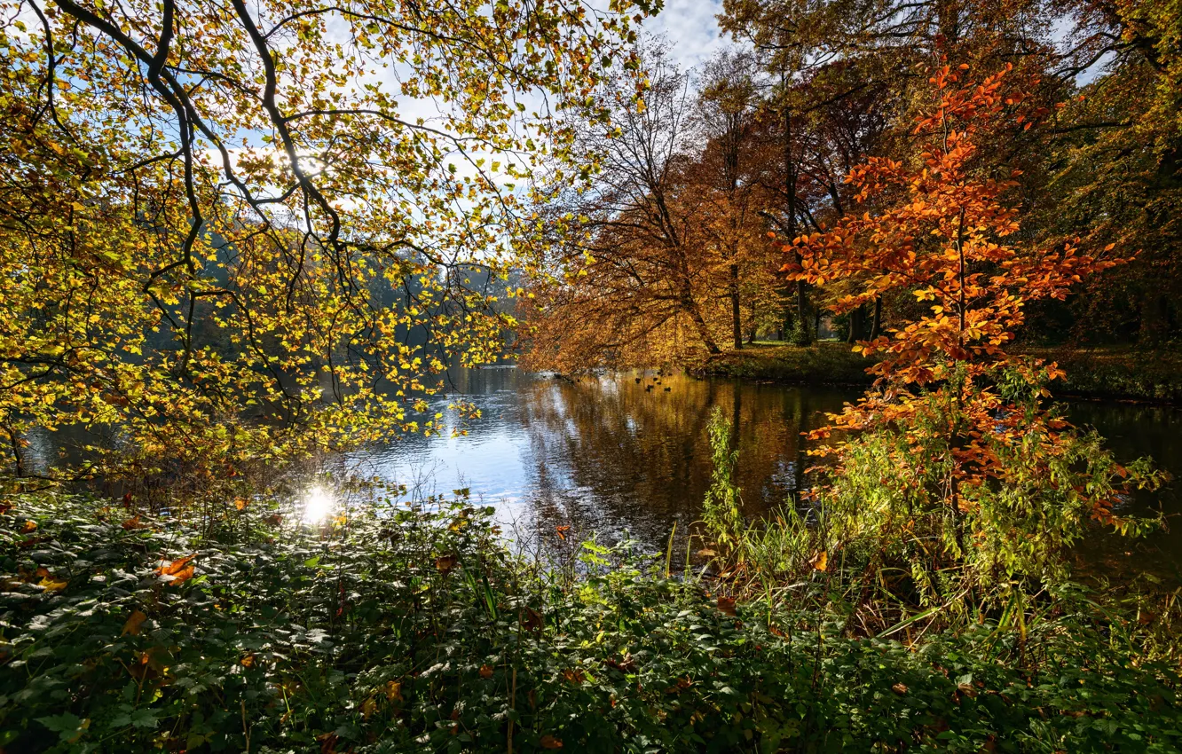 Photo wallpaper autumn, leaves, trees, branches, pond, Park, Netherlands, the bushes