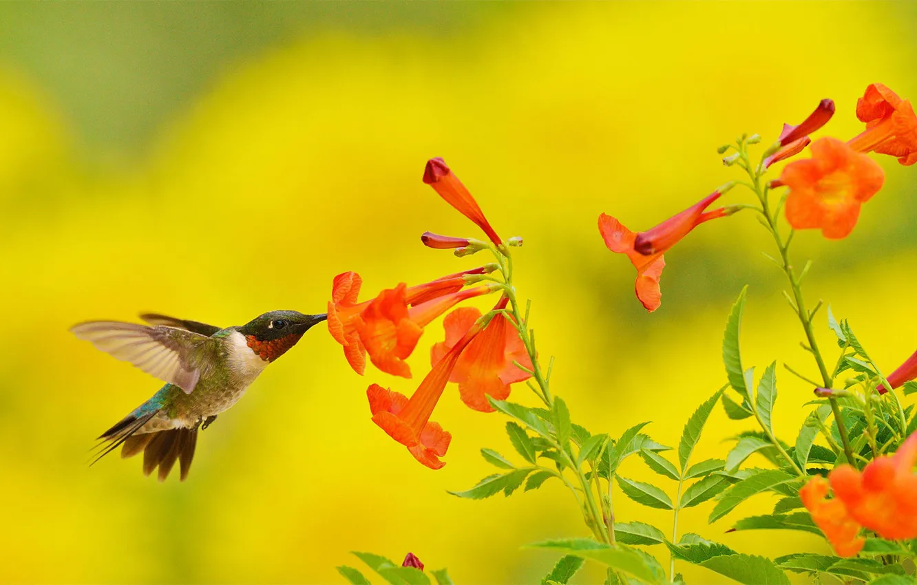 Photo wallpaper USA, Texas, common archilochus, common Hummingbird, Central hilly area