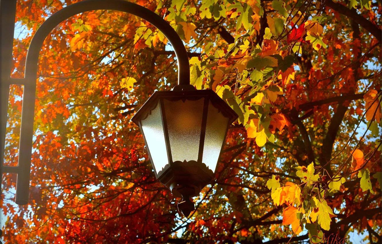 Photo wallpaper Autumn, Leaves, Lantern, Fall, Autumn, Leaves