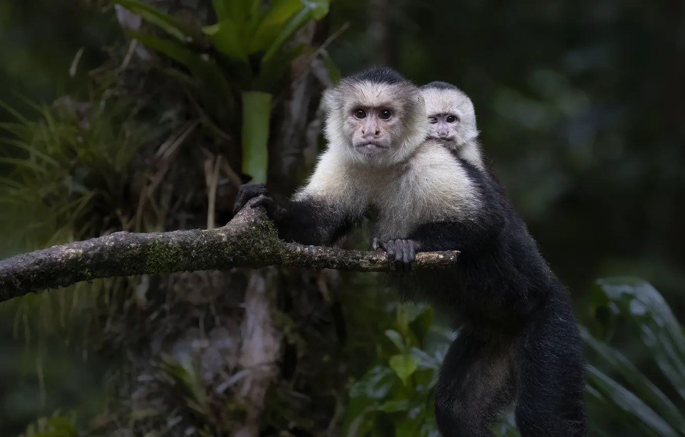 Photo wallpaper branches, nature, monkey, cub, monkey, mom