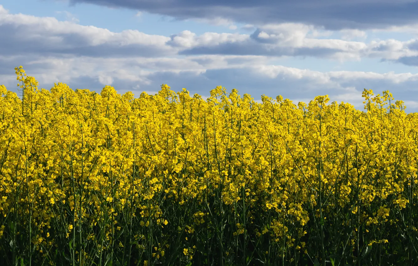 Photo wallpaper field, the sky, flowers, nature, spring, yellow, rape, rapeseed field