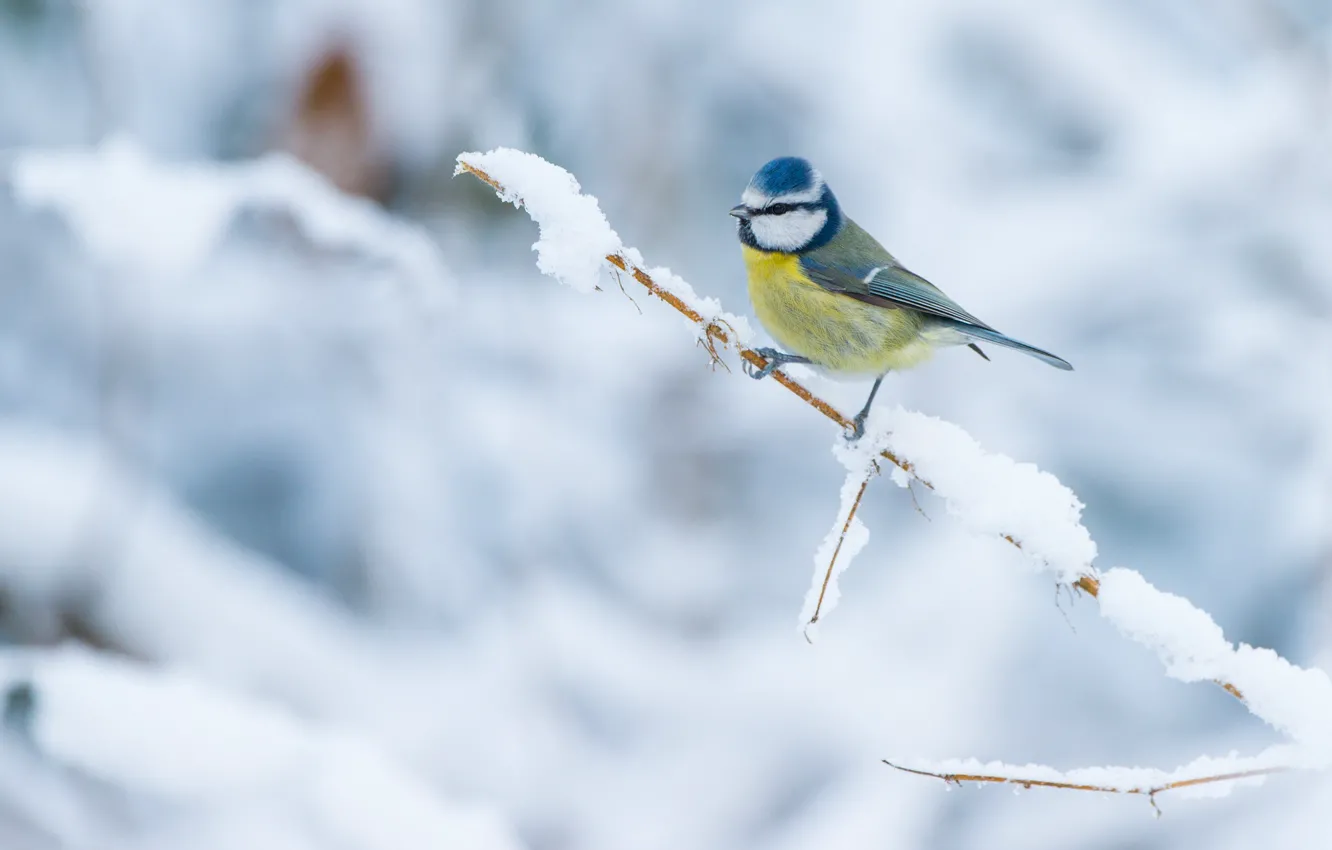 Photo wallpaper winter, snow, bird, branch, bird, light background, little, titmouse