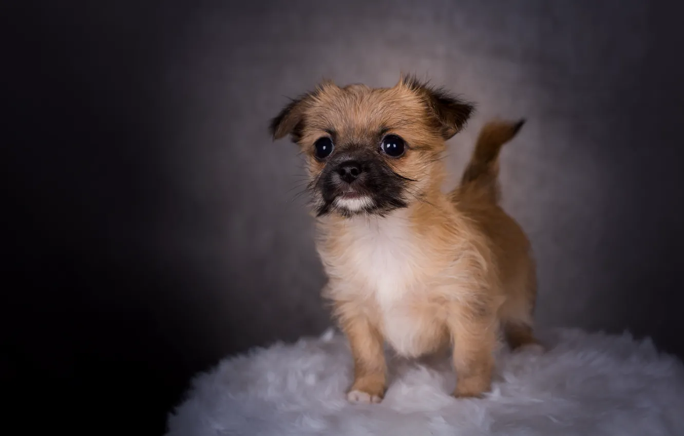 Photo wallpaper dog, puppy, fur