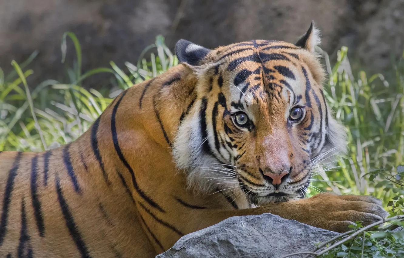 Photo wallpaper cat, tiger, animal, stay