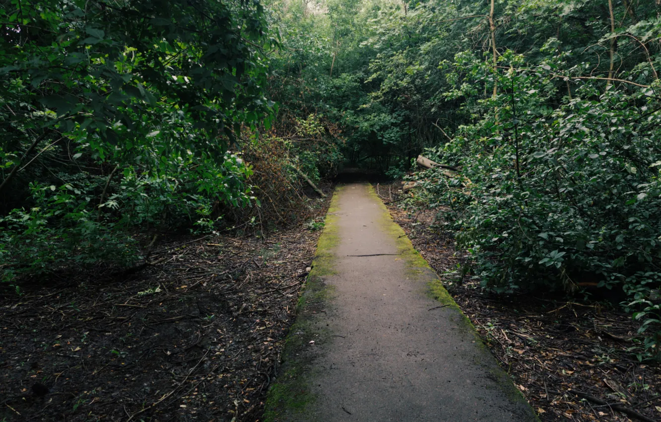 Photo wallpaper forest, trees, moss, Russia, path, Artem