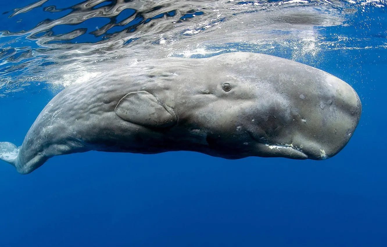 Photo wallpaper underwater, animals, sea, whale, animal wildlife, Sperm Whale
