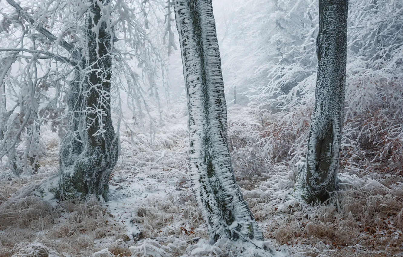 Photo wallpaper winter, forest, trees, frost