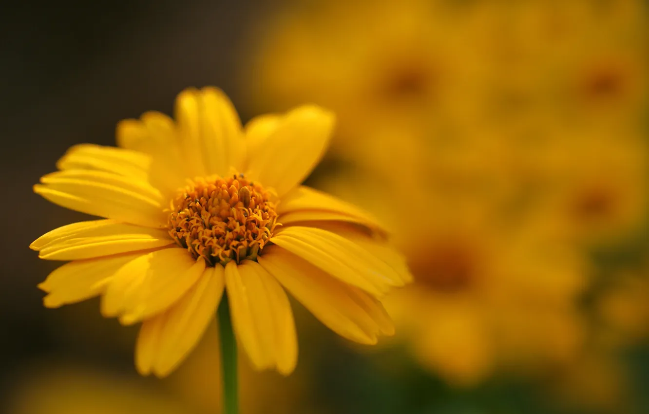 Photo wallpaper flower, macro, yellow, background