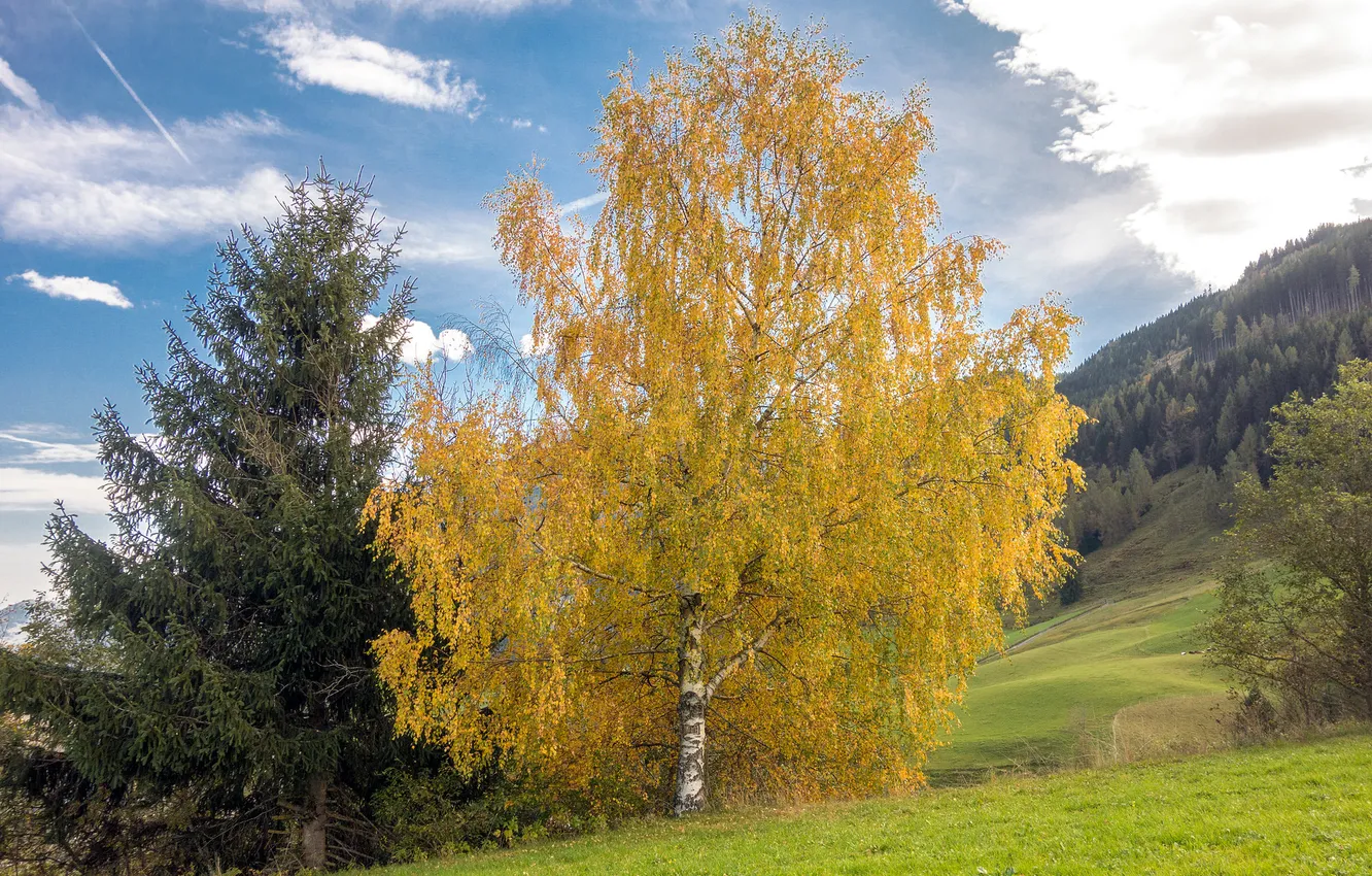 Photo wallpaper autumn, the sky, clouds, trees, slope
