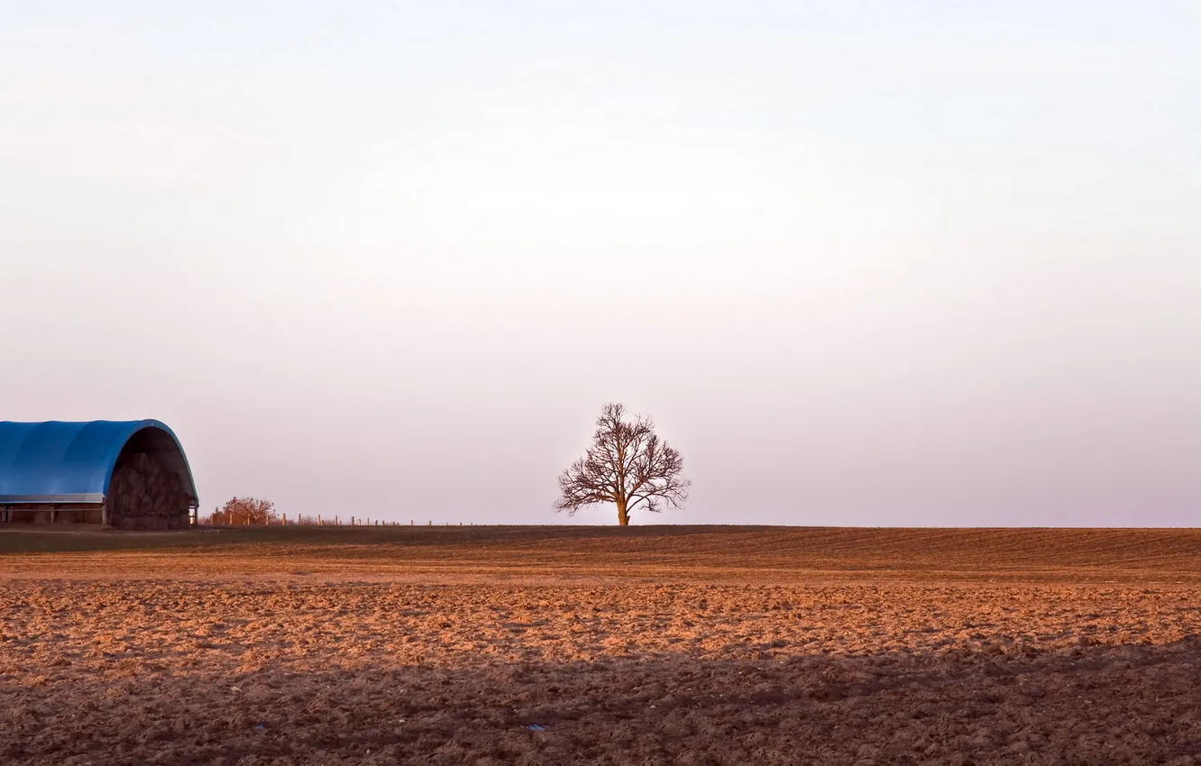 Photo wallpaper field, trees, landscape