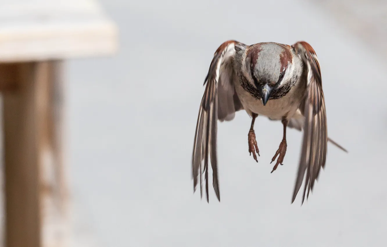 Photo wallpaper bird, Sparrow, in flight