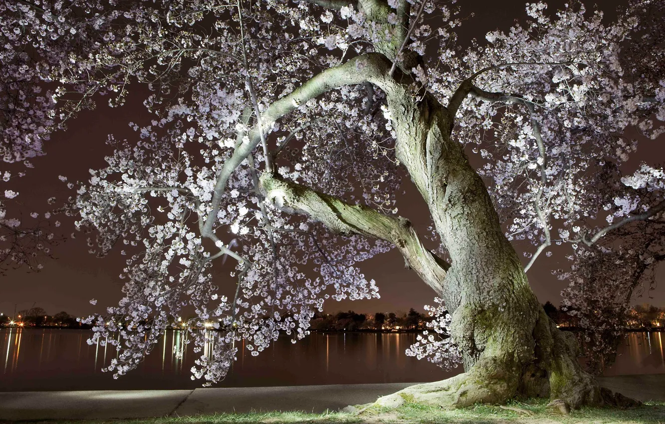 Photo wallpaper night, the city, river, spring, the evening, Sakura, flowering