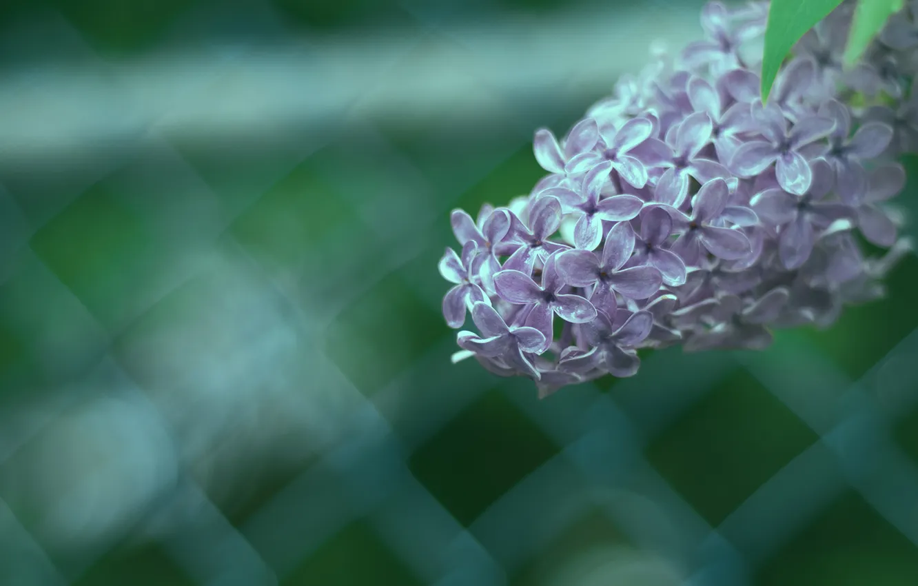 Photo wallpaper macro, branches, the fence, lilac