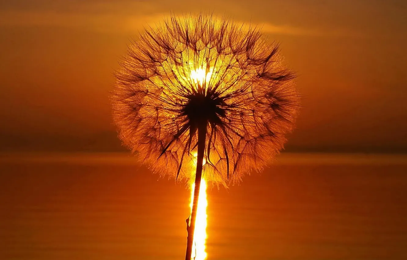 Photo wallpaper the sun, light, dandelion, stem, fluff, beautiful, skoz