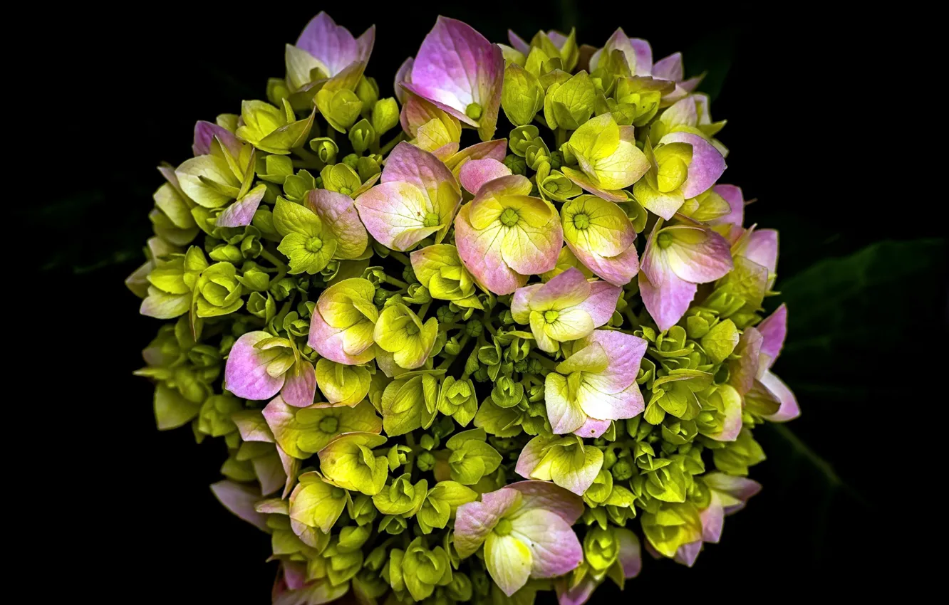 Photo wallpaper flowers, gerbera, black background