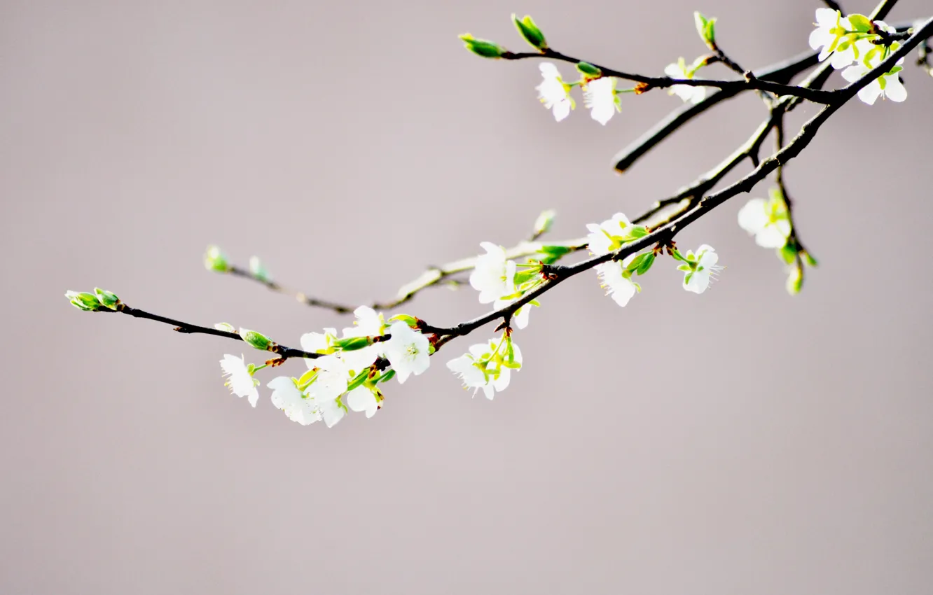 Photo wallpaper flower, branch, spring, Bud