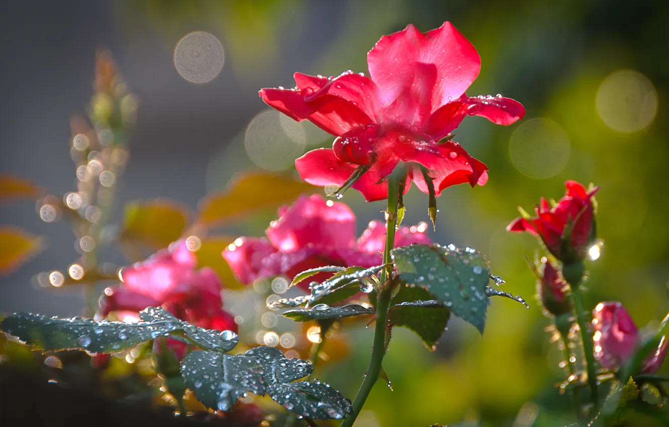 Photo wallpaper macro, flowers, red, Rosa, roses, petals