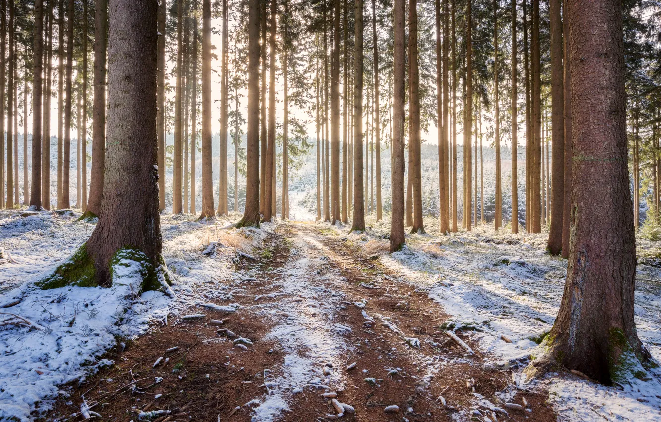 Photo wallpaper road, forest, snow