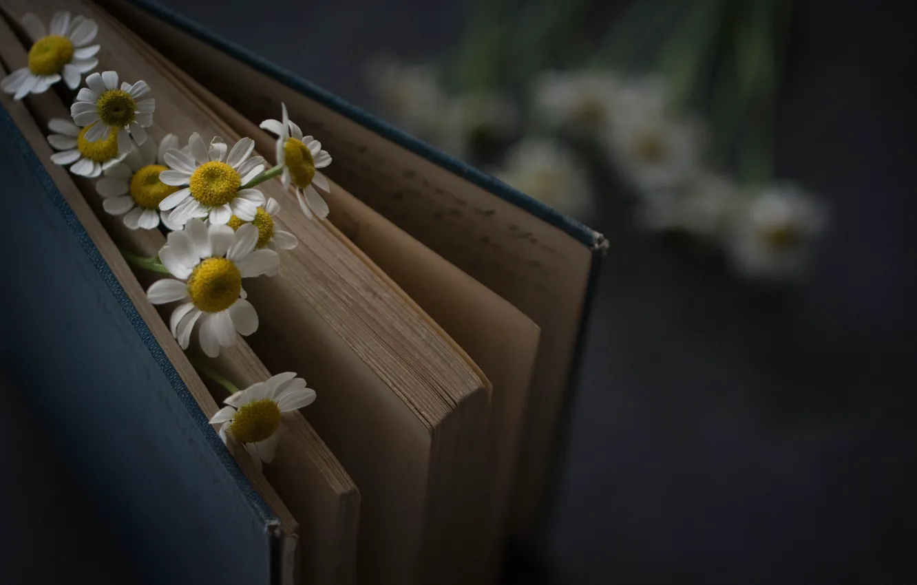 Photo wallpaper Flowers, Book, Chamomile