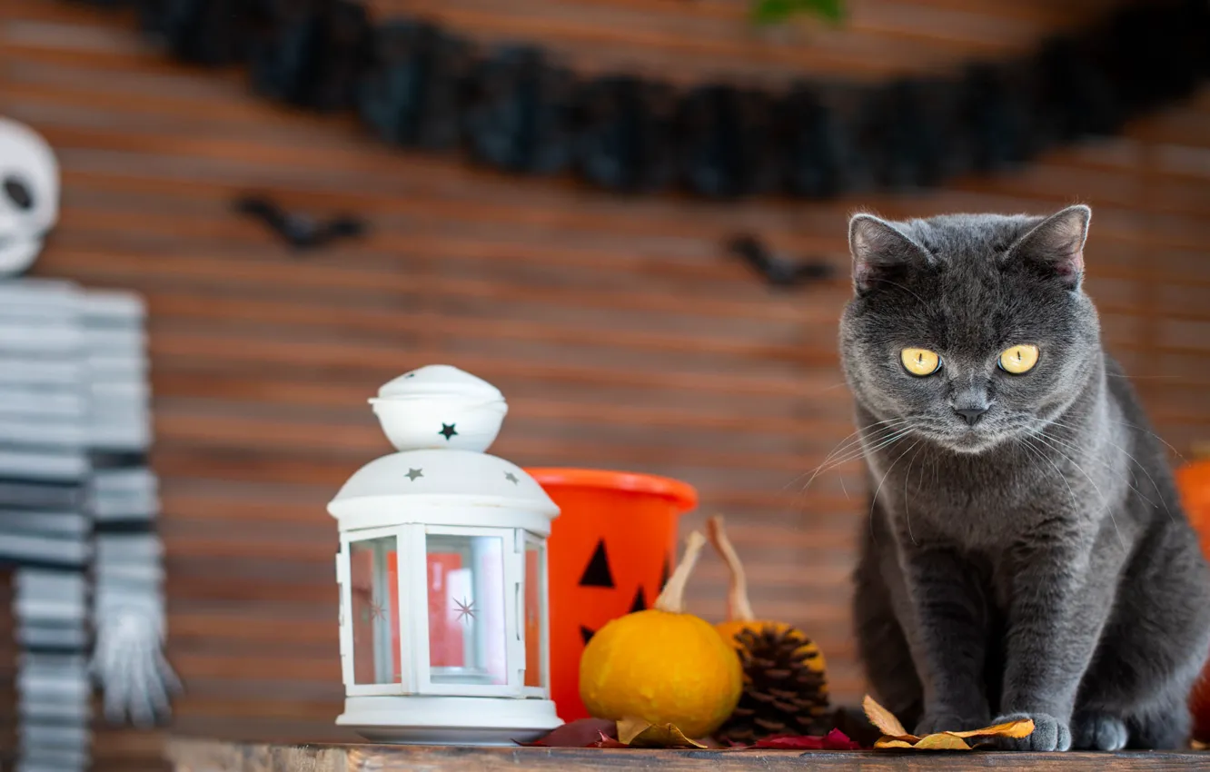 Photo wallpaper autumn, cat, cat, look, pose, table, grey, holiday