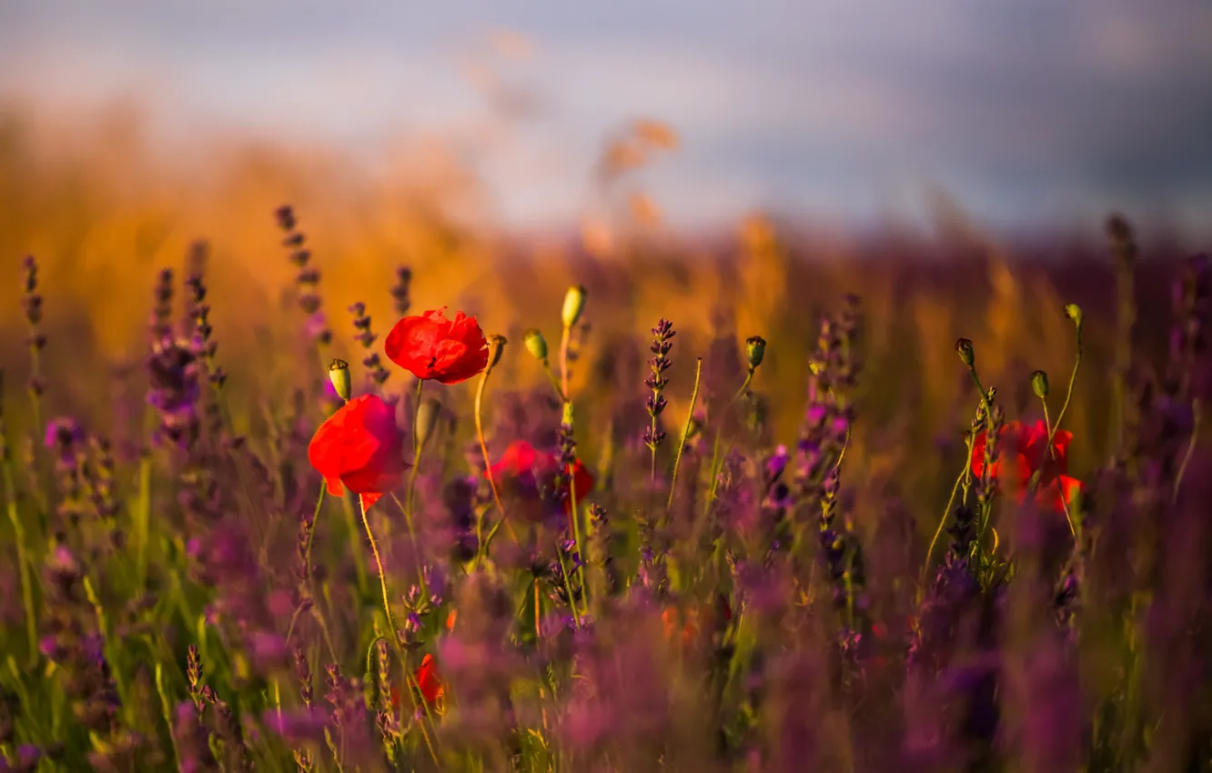 Photo wallpaper field, flowers, lavender, poppies, sunny