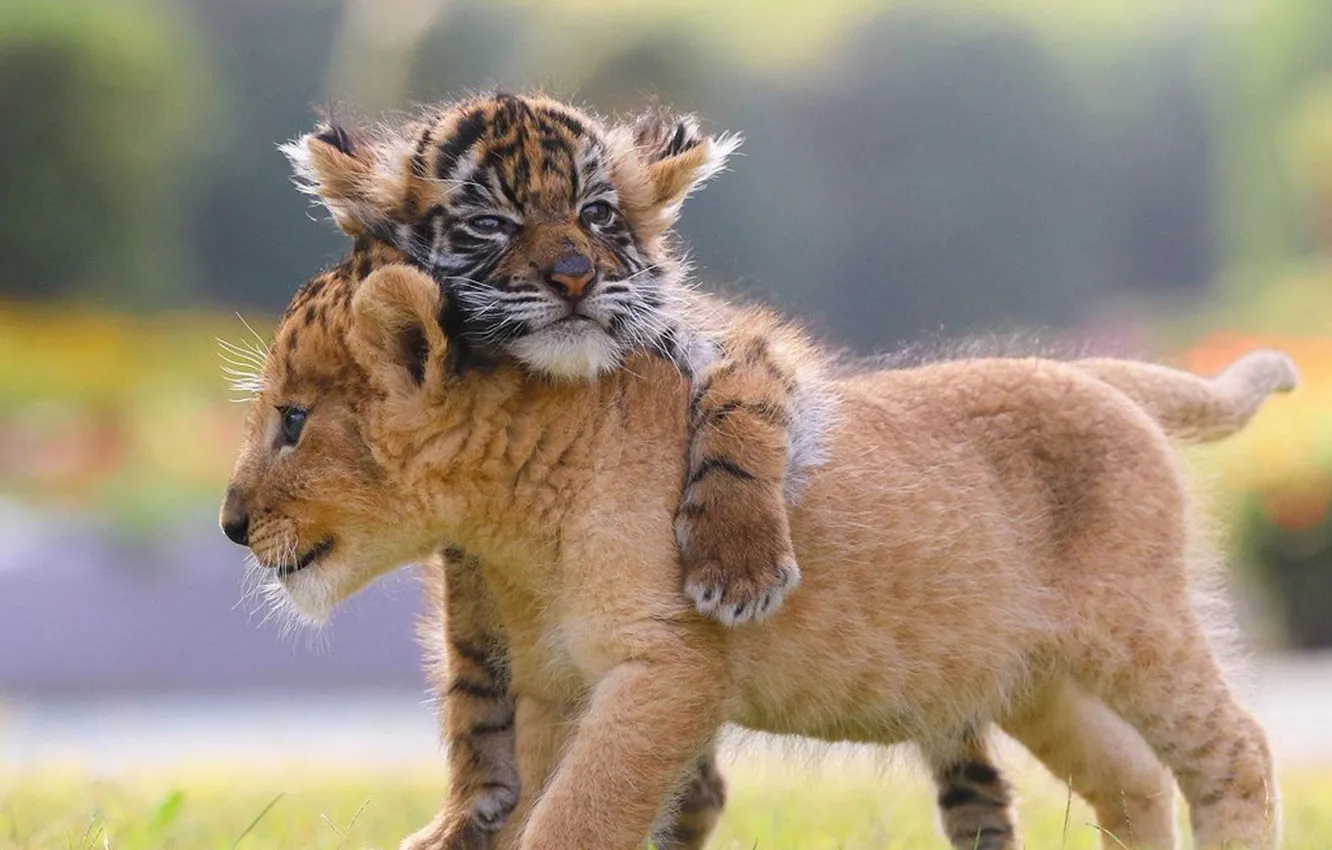 Photo wallpaper tiger, lion, animal, cats, Cub, lions cub