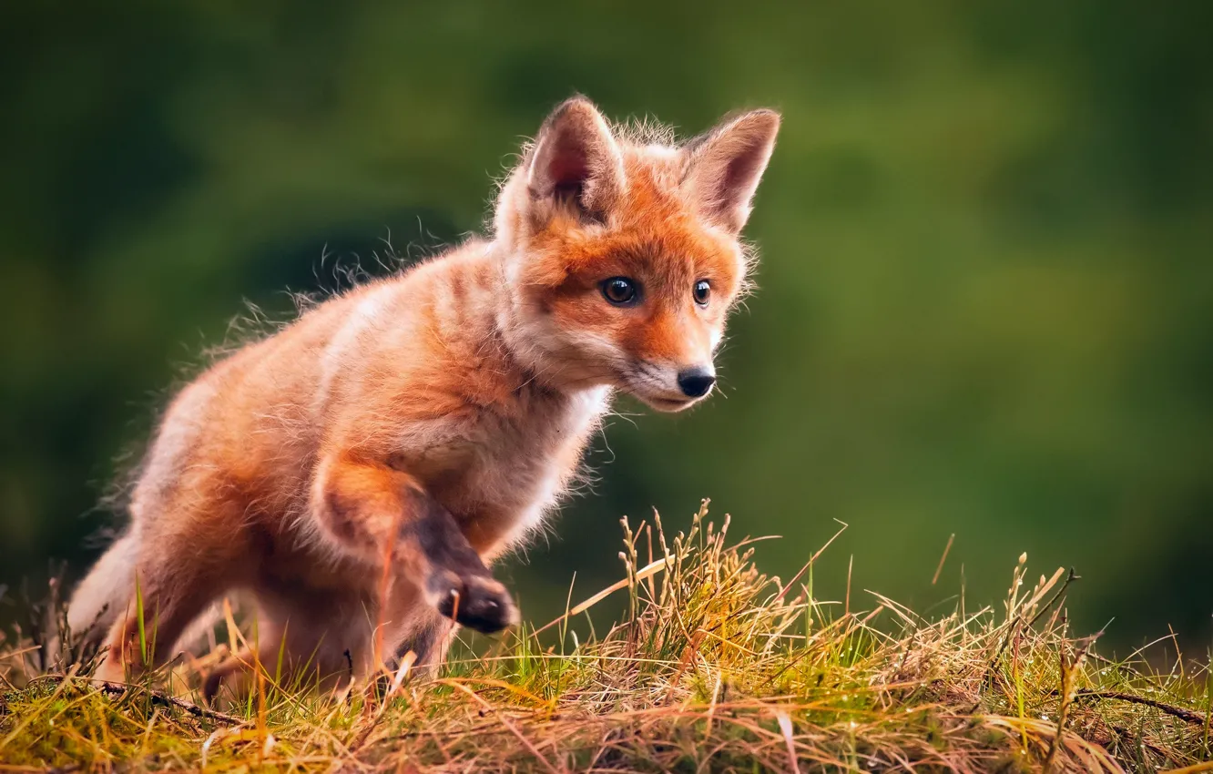 Photo wallpaper grass, background, Fox, Fox, Fox