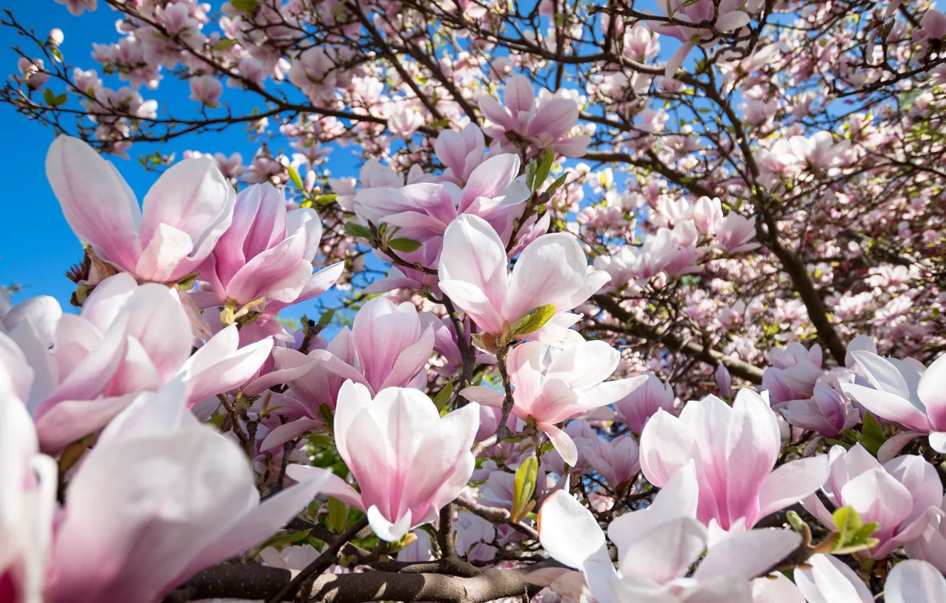 Photo wallpaper tree, Flowers, flowering, Magnolia