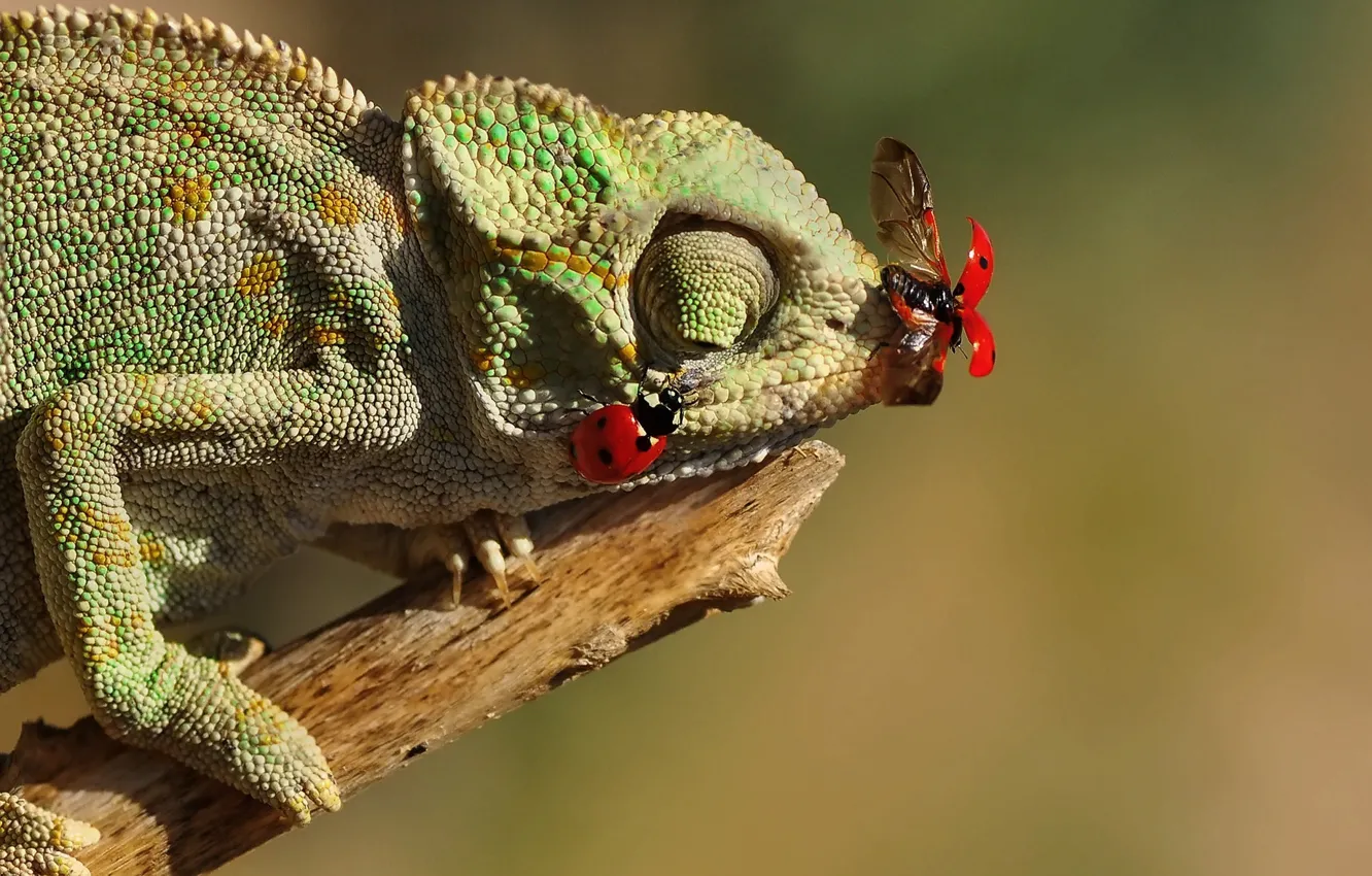 Photo wallpaper insects, chameleon, lizard, ladybugs, bitch, Mustafa Öztürk