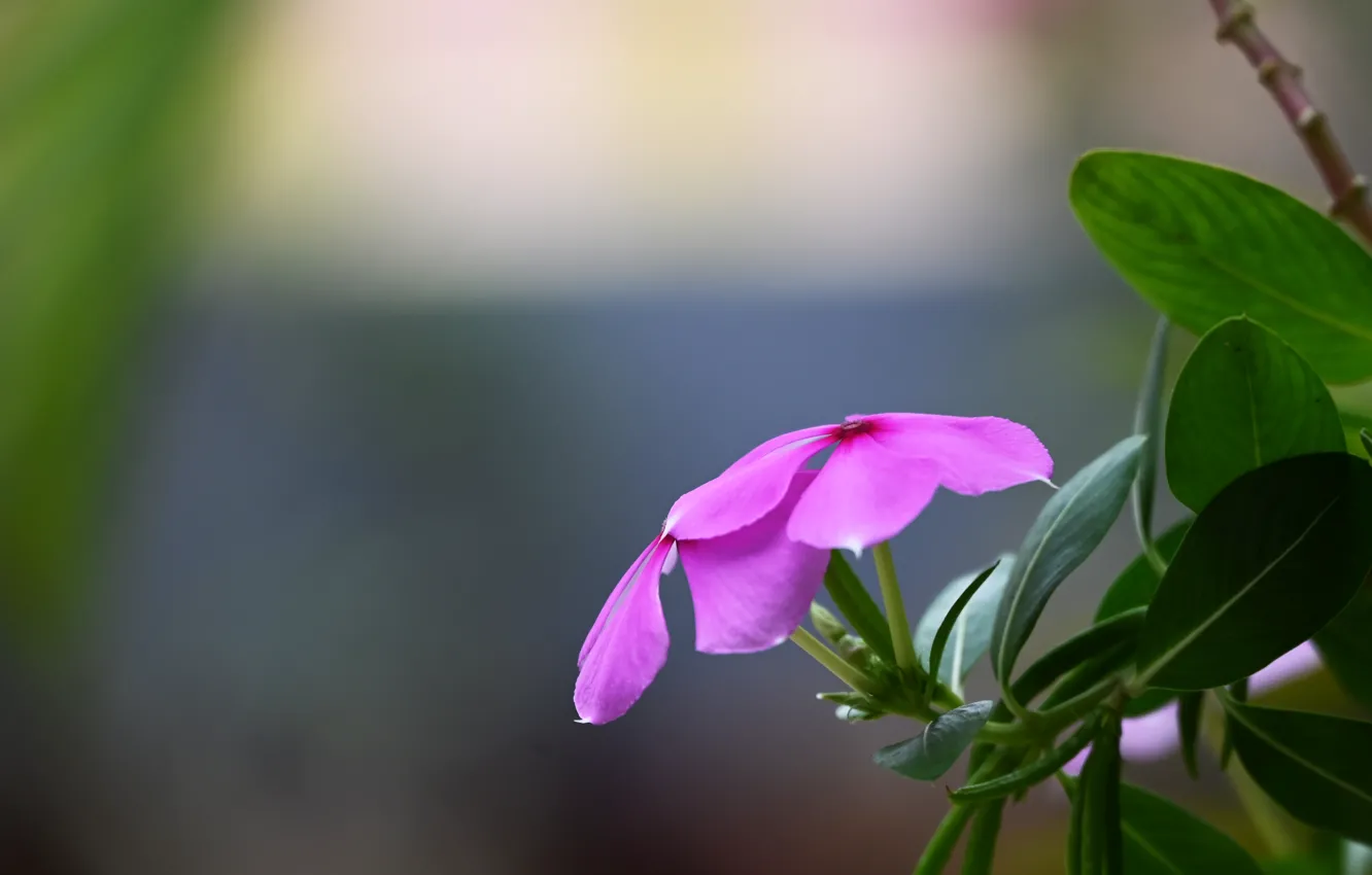 Photo wallpaper flower, Wallpaper 4k, best pink flowers, Nayantara