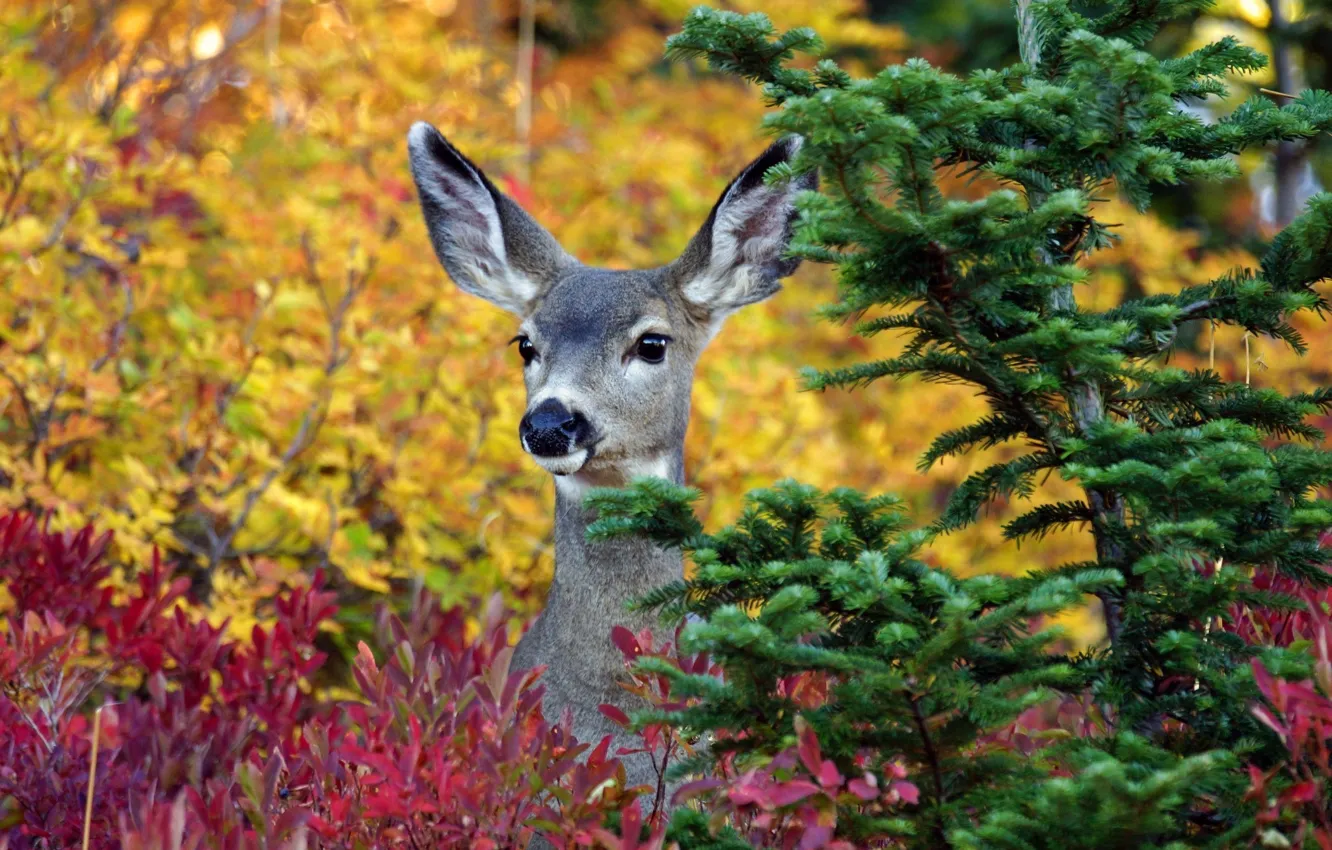 Photo wallpaper trees, animal, deer, ears