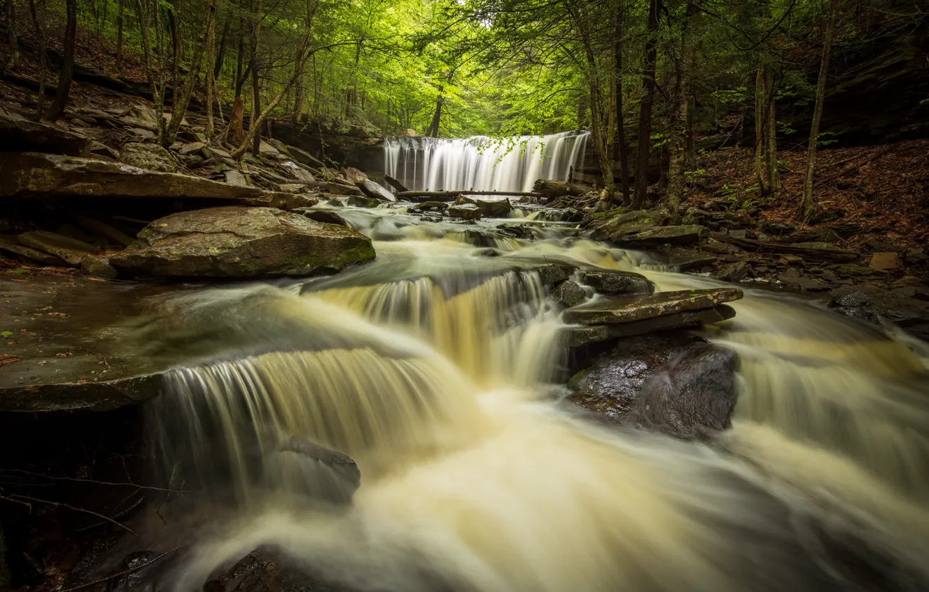 Photo wallpaper forest, river, waterfall, PA, cascade, Pennsylvania, Ricketts Glen State Park, State Park Ricketts Glen