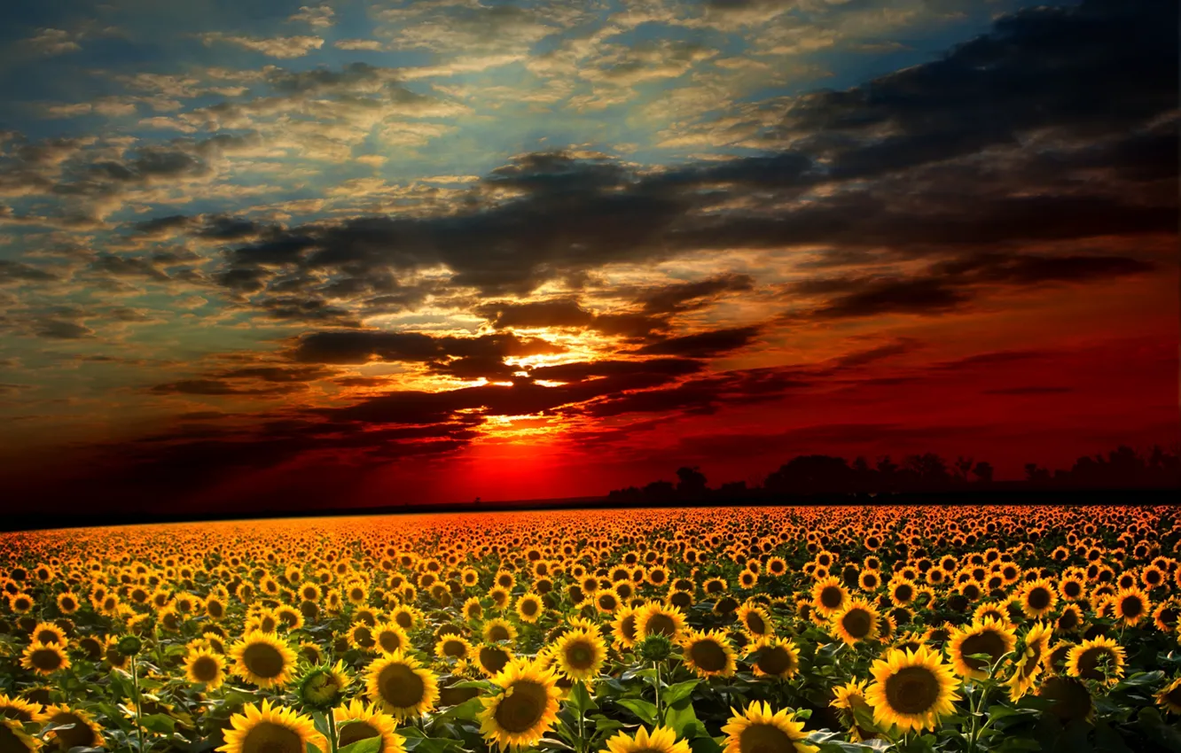 Photo wallpaper field, the sky, sunflowers, sunset, clouds