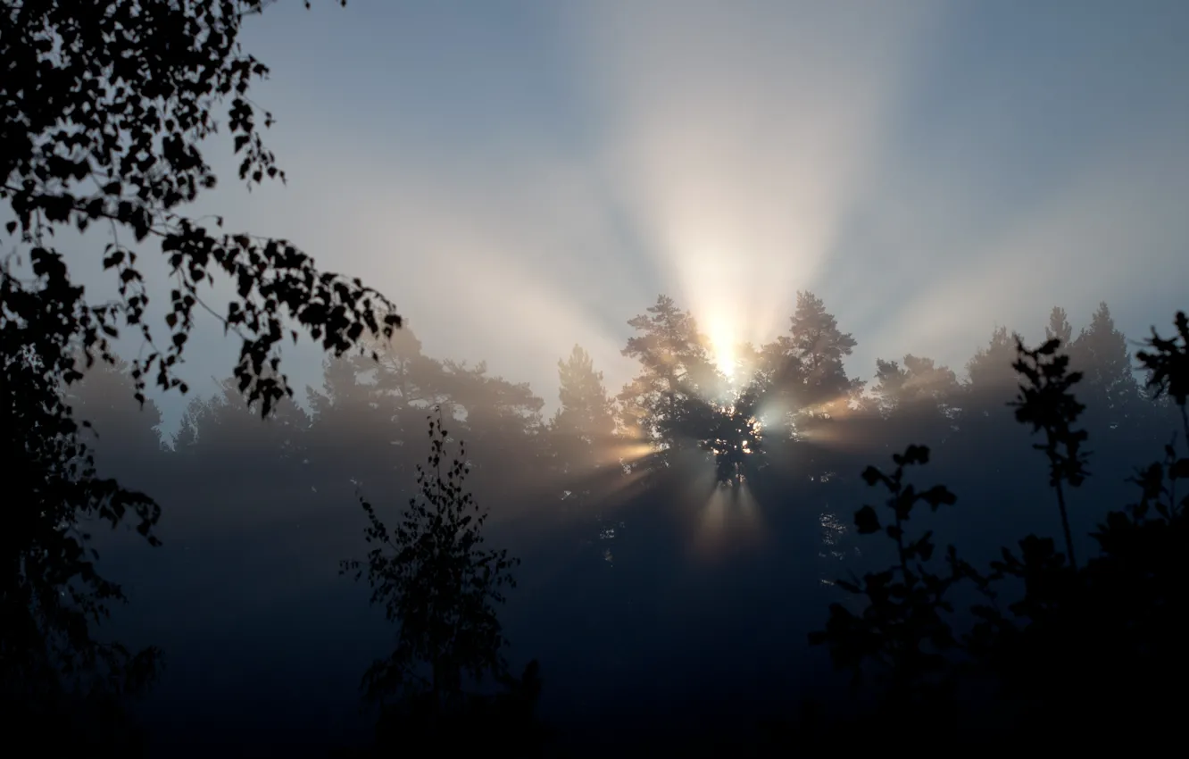 Photo wallpaper rays, light, trees, nature, morning