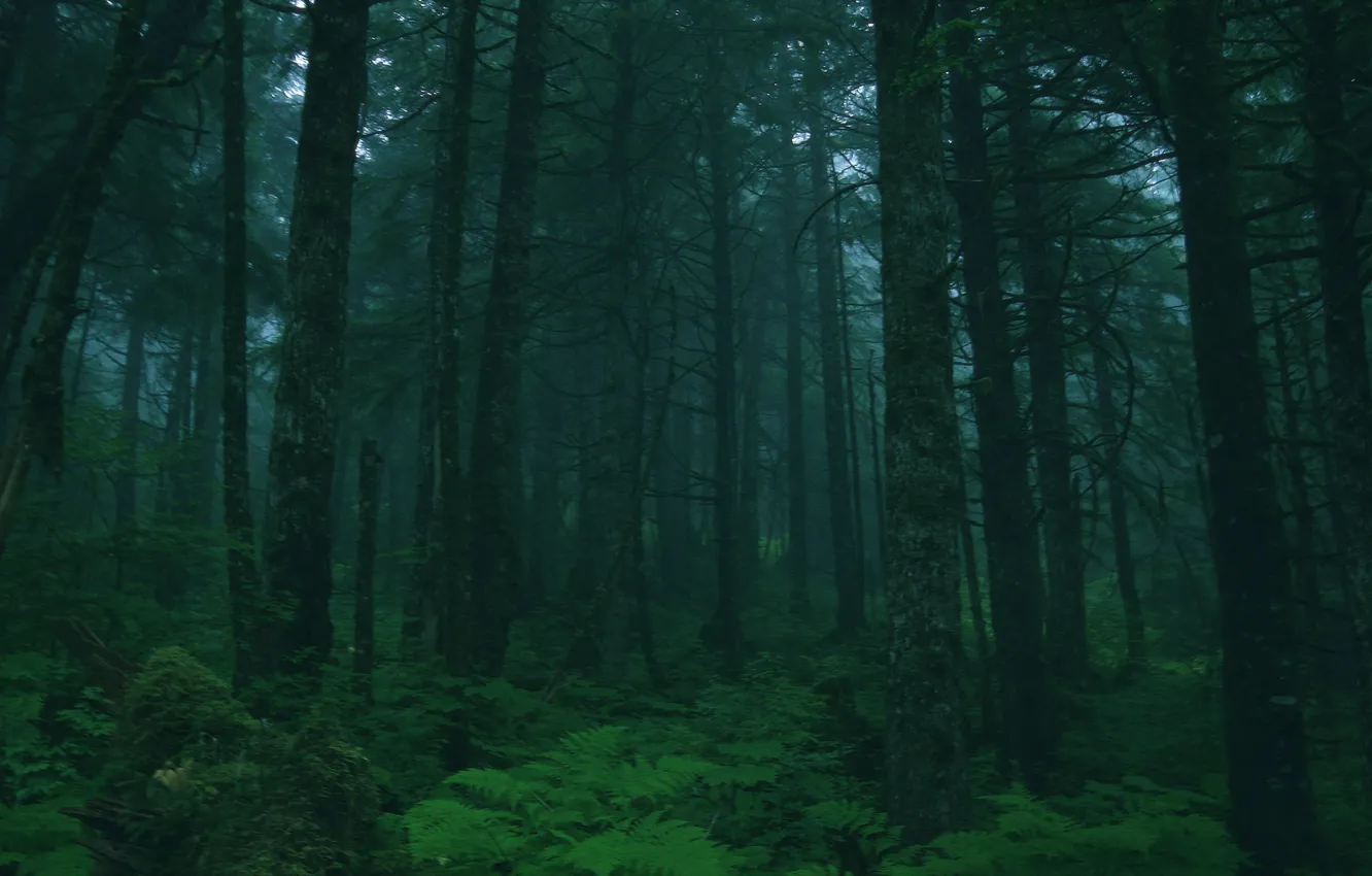 Photo wallpaper forest, trees, nature, twilight