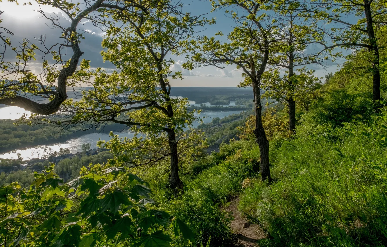 Photo wallpaper greens, forest, the sky, trees, branches, nature, river, shore