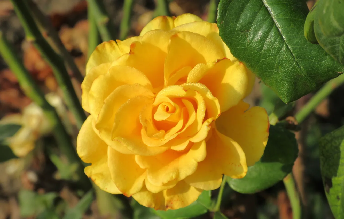 Photo wallpaper yellow, roses, Sunny, Mamala ©